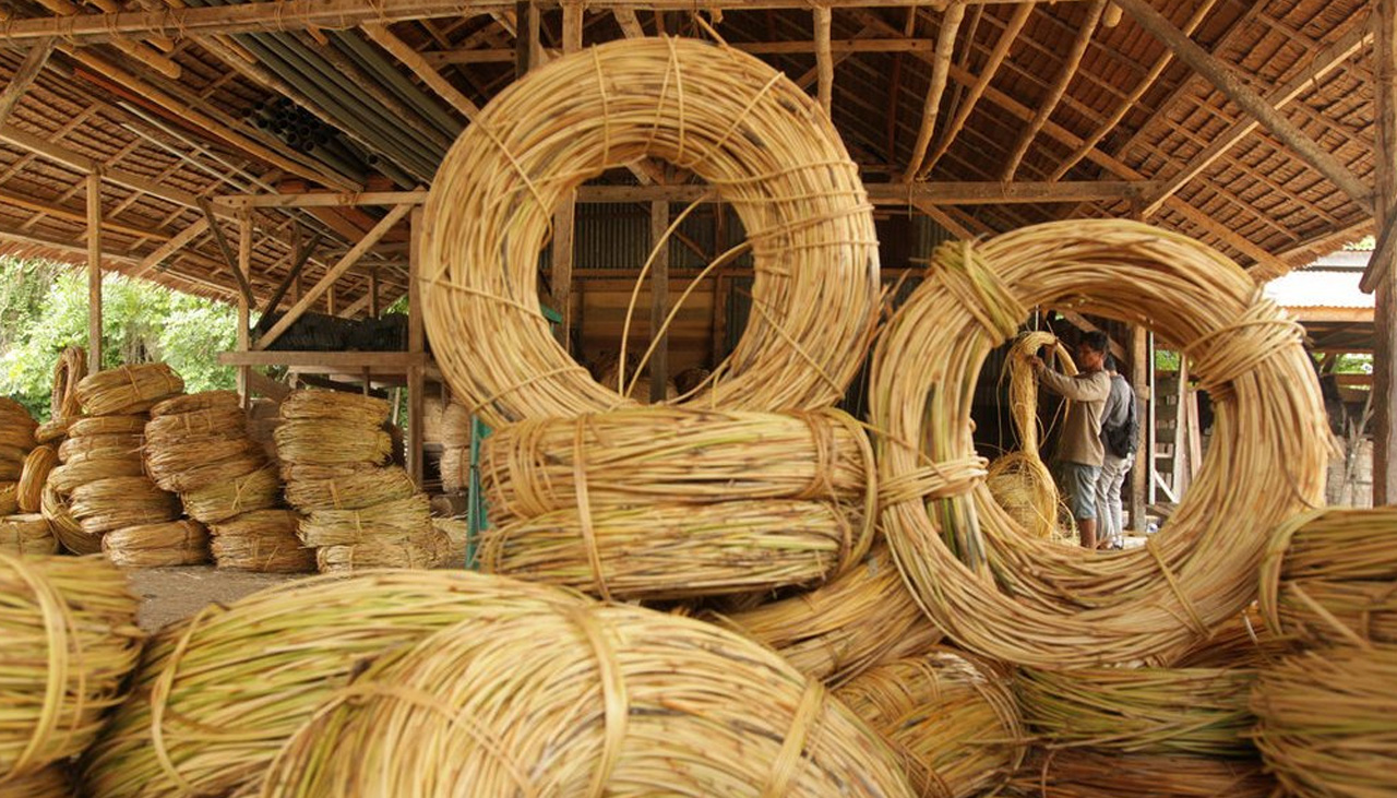 Что такое ротанг: преимущества мебели из ротанга